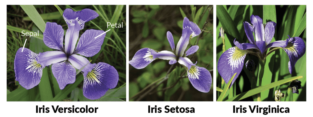 speicies of iris